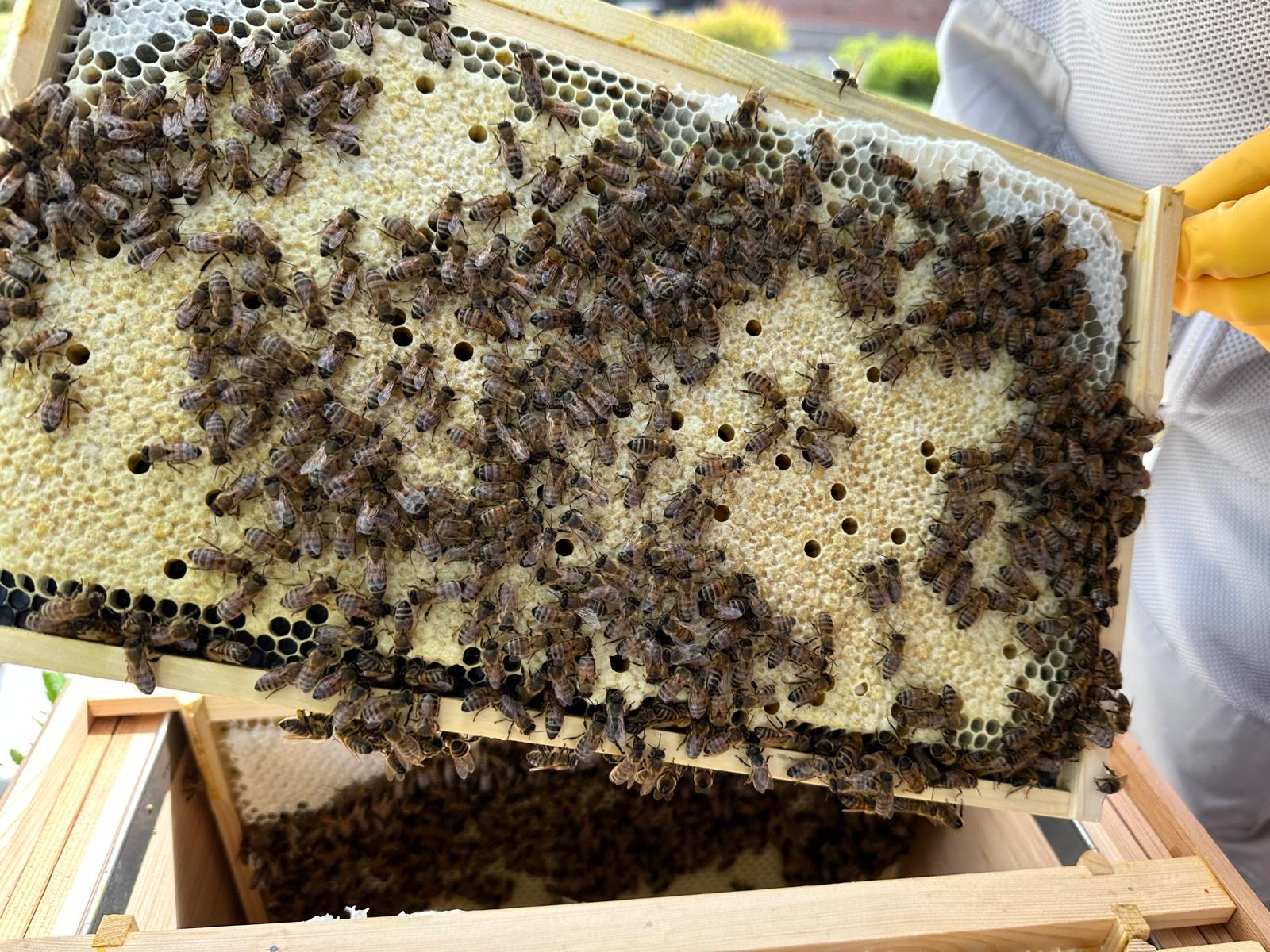A busy frame inside the colony
