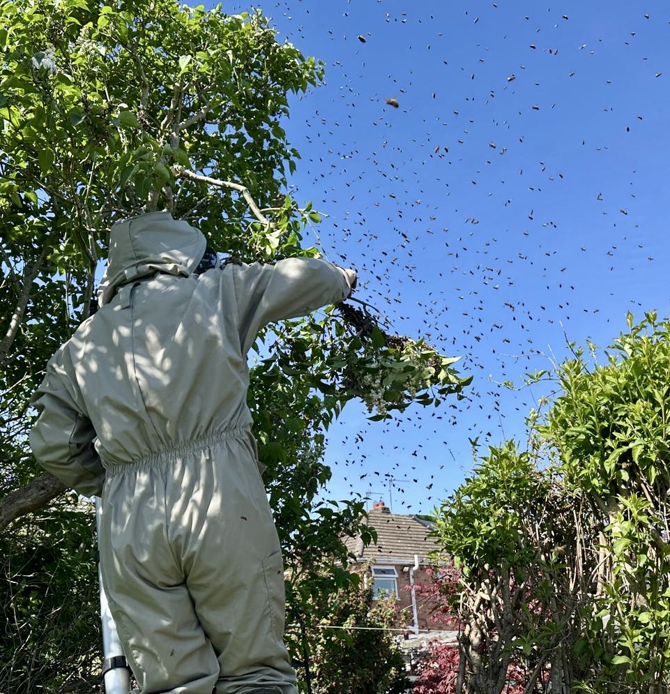 Honey bees flying in the sky during a swarm collection