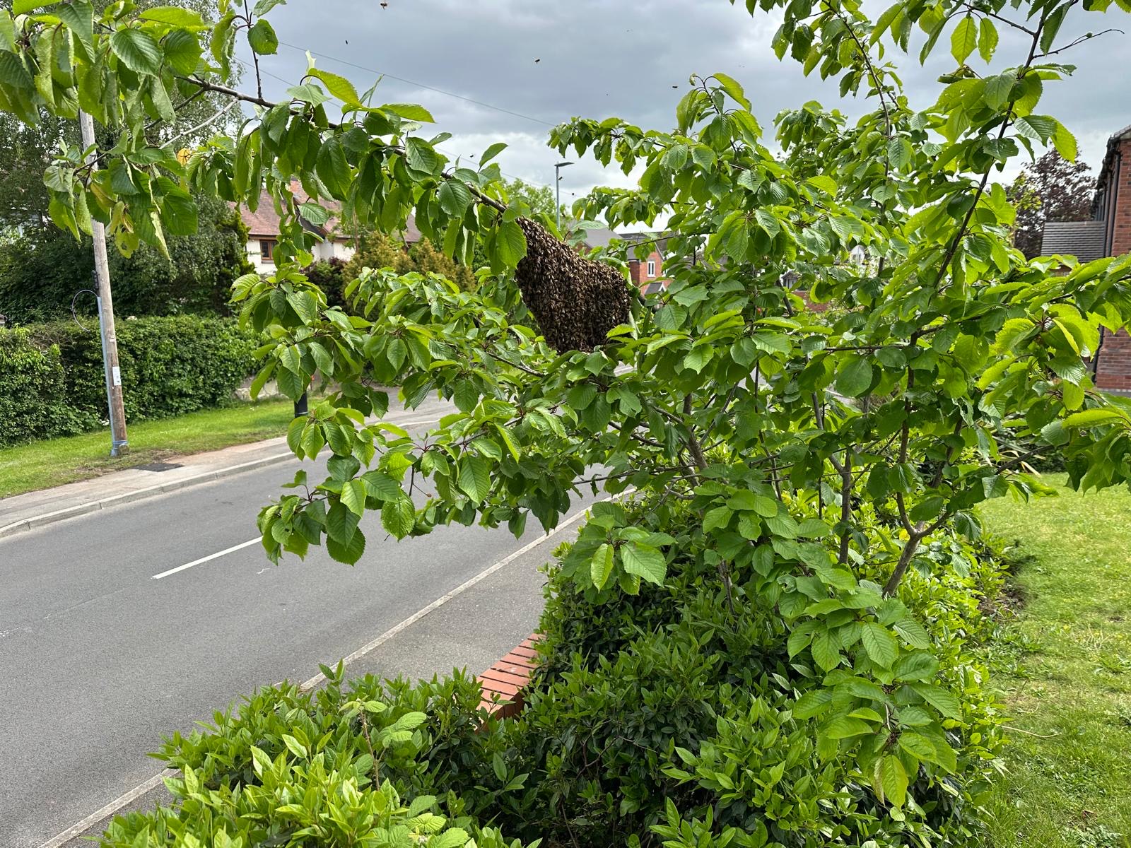 Honey bee swarm clustered in a tree